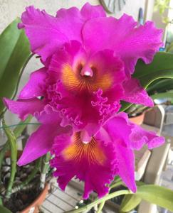 Rhyncholaeliocattleya Memoria Crispin Rosales