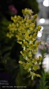 Dendrobium Bay South Gold