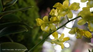 Dendrobium Bay South Gold