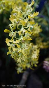 Dendrobium Chao Praya Moonlight