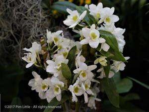 Dendrobium Spring Jewel