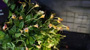 Masdevallia Bella Donna