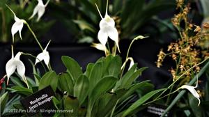 Masdevallia Denis Roessiger