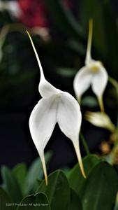 Masdevallia Denis Roessiger