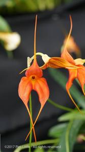 Masdevallia Sol del Medio Dia