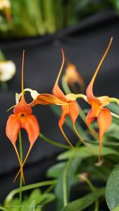 Masdevallia Sol del Medio Dia