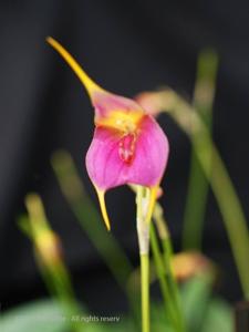 Masdevallia Sueño Lindo
