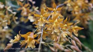 Oncidium Camilita Portilla