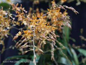 Oncidium Camilita Portilla