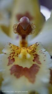 Oncidium Lucy Roessiger