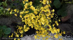 Oncidium Mayfair