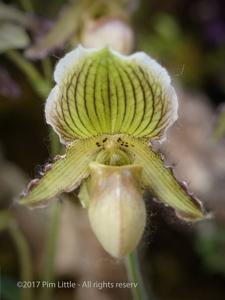 Paphiopedilum Connie