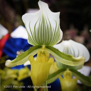 Paphiopedilum Maudiae