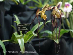 Paphiopedilum Michael Koopowitz