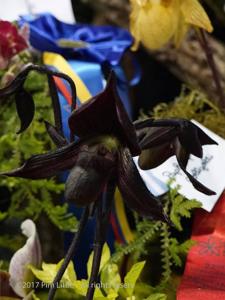 Paphiopedilum Schöne von Kaunitz