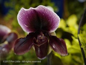 Paphiopedilum Wössner Zwerg