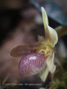 Paphiopedilum Wössner Zwerg