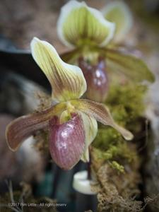 Paphiopedilum Wössner Zwerg