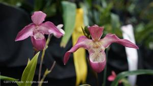 Phragmipedium Incan Treasure