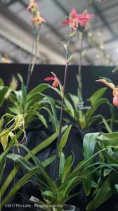 Phragmipedium Memoria Dick Clements