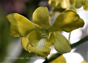 Dendrobium Bay South Gold