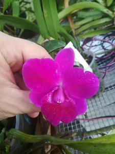 Cattleya Mini Purple