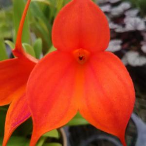 Masdevallia Inca Prince