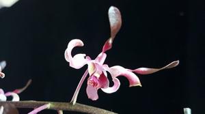 Dendrobium Milo