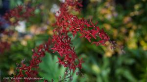 Renanthera Singaporeans