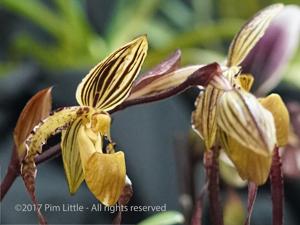 Paphiopedilum Michael Koopowitz