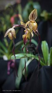 Paphiopedilum Michael Koopowitz