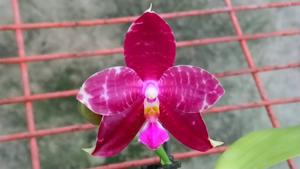 Phalaenopsis Zheng Min Jay