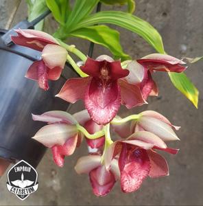 Catasetum Stephen Moffitt