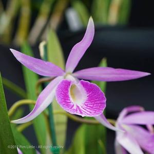 Brassocattleya Anne Hamilton