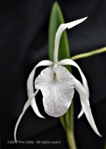 Brassocattleya Fuchs Star