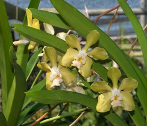 Vanda Golden Doubloon