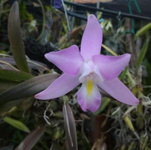 Laelia eyermaniana