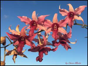 Dendrobium Hawaii Spectacular