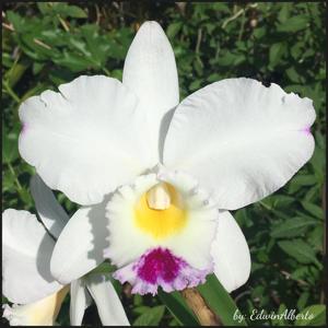 Cattleya Pure Soul