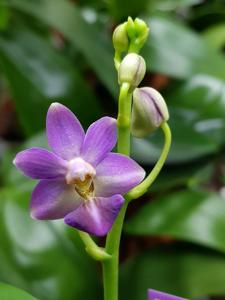 Phalaenopsis Evarise Blue Angel