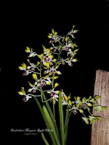 Dendrobium Margaret-Rathi Alfreds