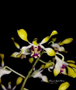 Dendrobium Margaret-Rathi Alfreds