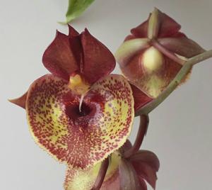 Catasetum Orchidglade