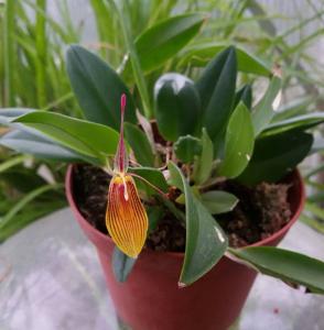 Restrepia Beauvoir