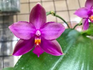 Phalaenopsis Yaphon Rich Woman