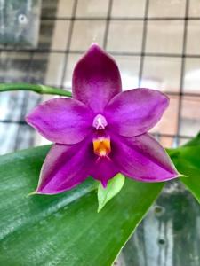 Phalaenopsis Yaphon Rich Woman