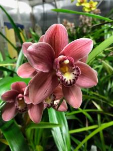 Cymbidium Rincon Fairy