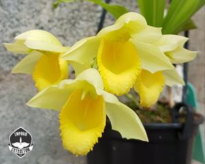 Catasetum Stephen Moffitt