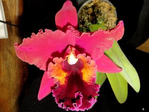 Rhyncholaeliocattleya Oconee