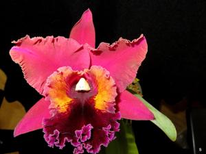 Rhyncholaeliocattleya Oconee